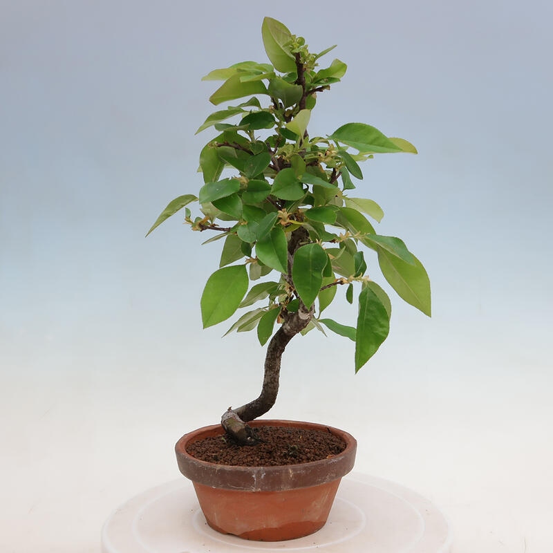 Venkovní  bonsai -  Pseudocydonia sinensis - Kdouloň čínská