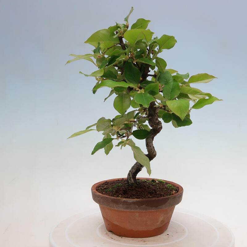 Venkovní  bonsai -  Pseudocydonia sinensis - Kdouloň čínská