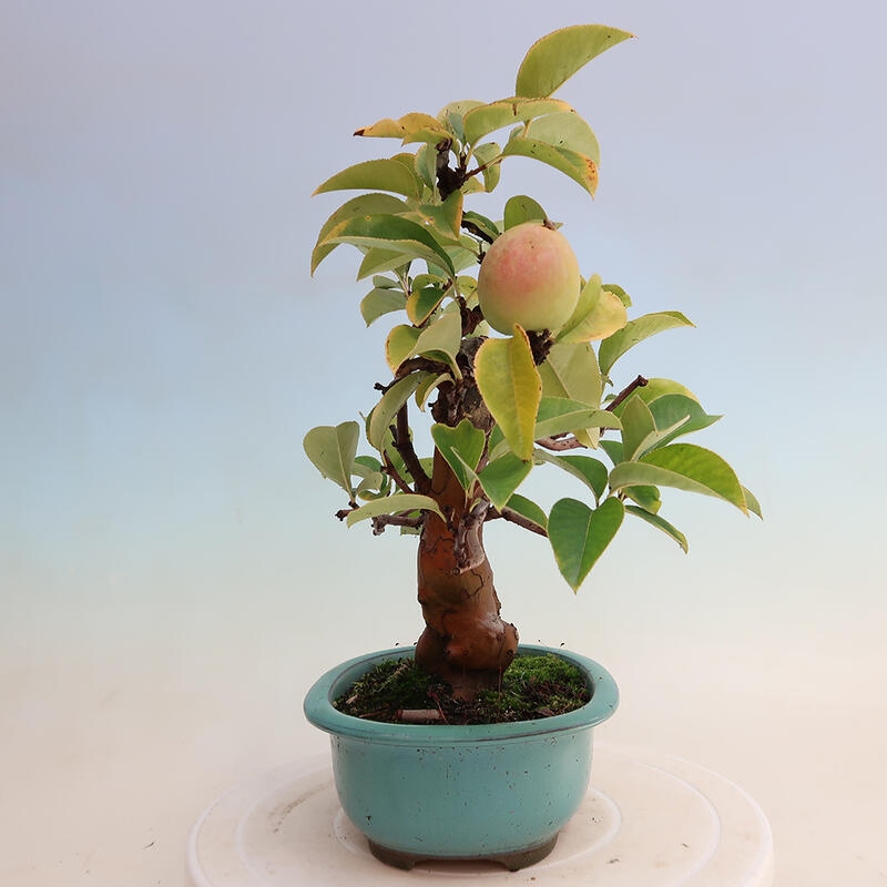 Venkovní  bonsai -  Pseudocydonia sinensis - Kdouloň čínská