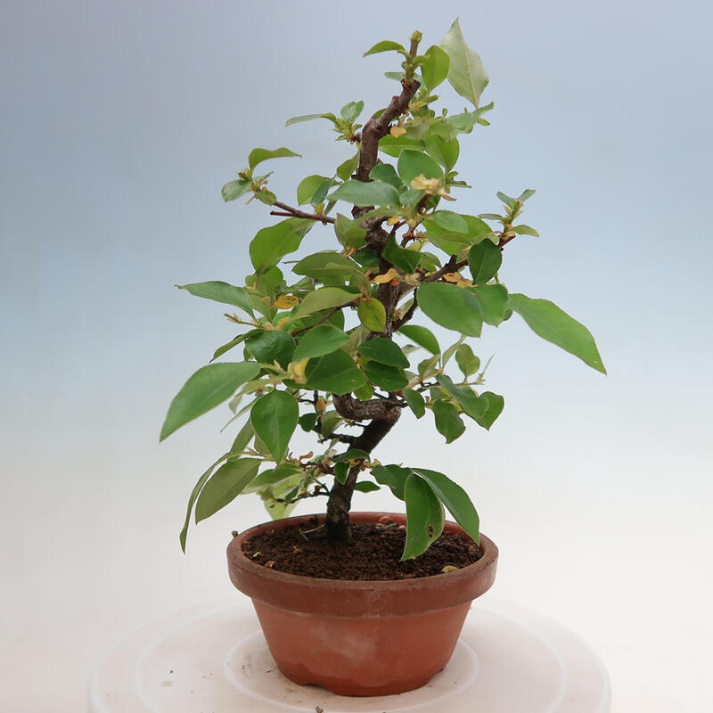 Venkovní  bonsai -  Pseudocydonia sinensis - Kdouloň čínská