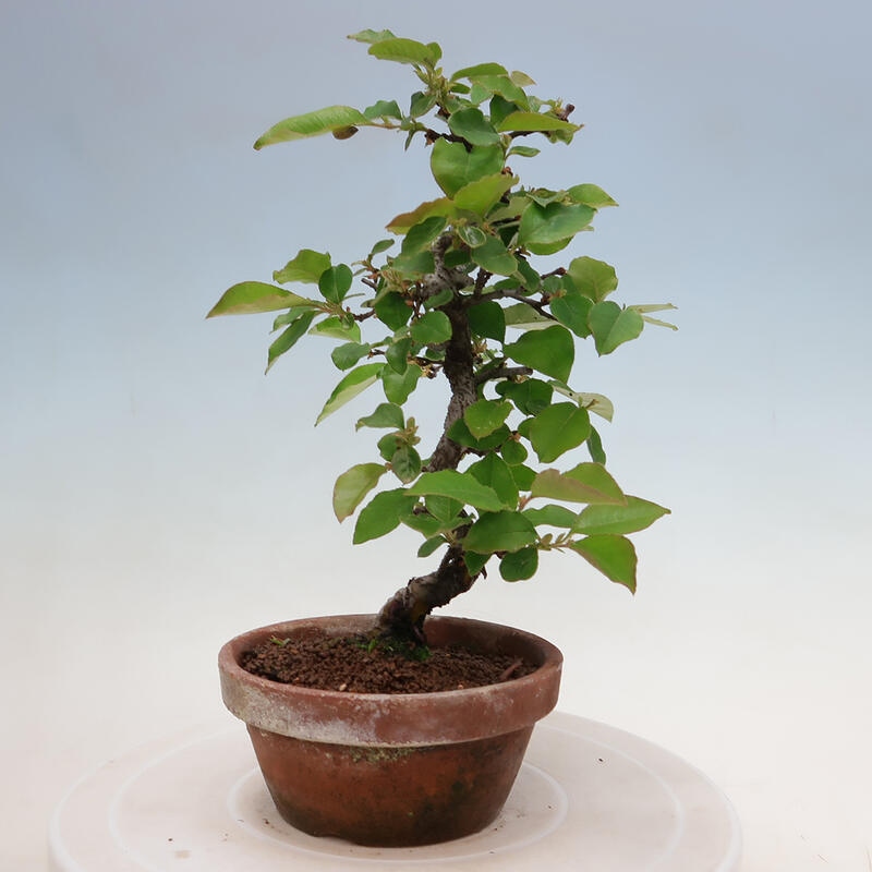 Venkovní  bonsai -  Pseudocydonia sinensis - Kdouloň čínská