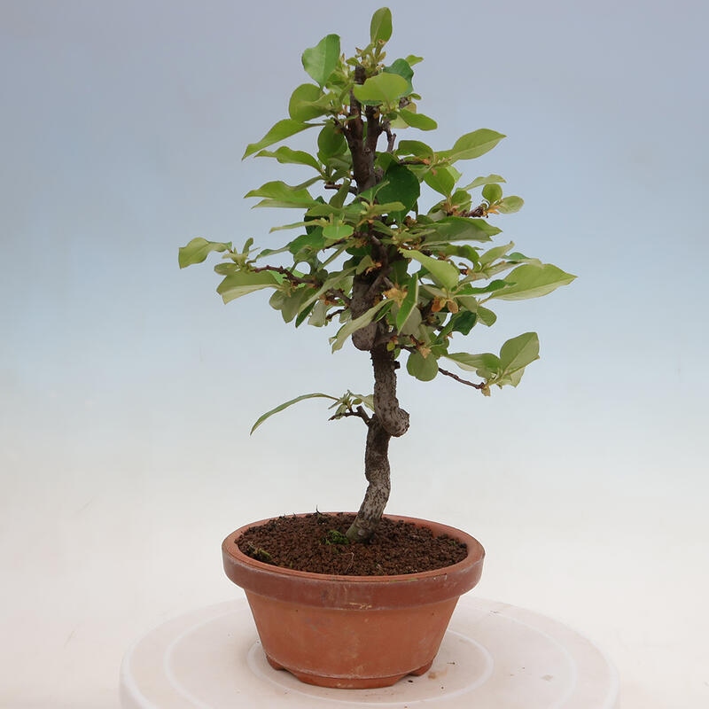 Venkovní  bonsai -  Pseudocydonia sinensis - Kdouloň čínská