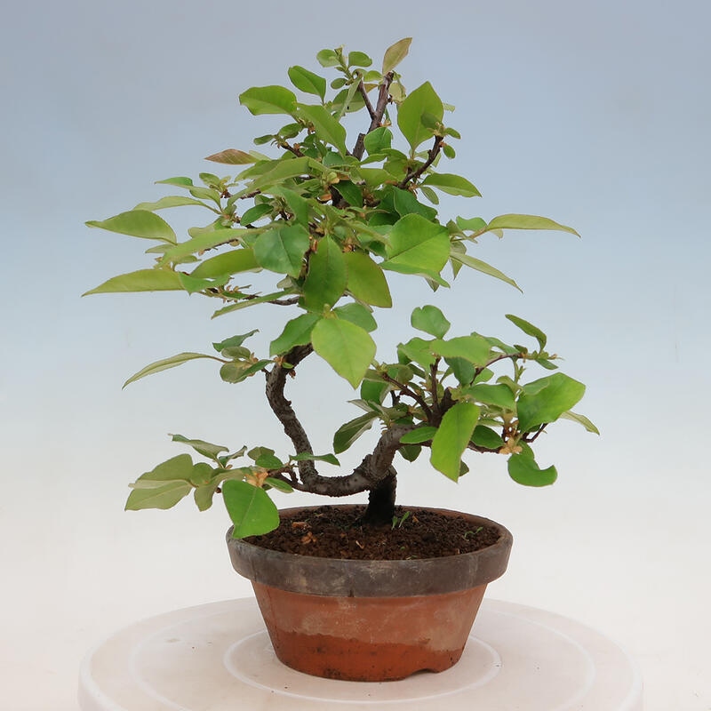 Venkovní  bonsai -  Pseudocydonia sinensis - Kdouloň čínská