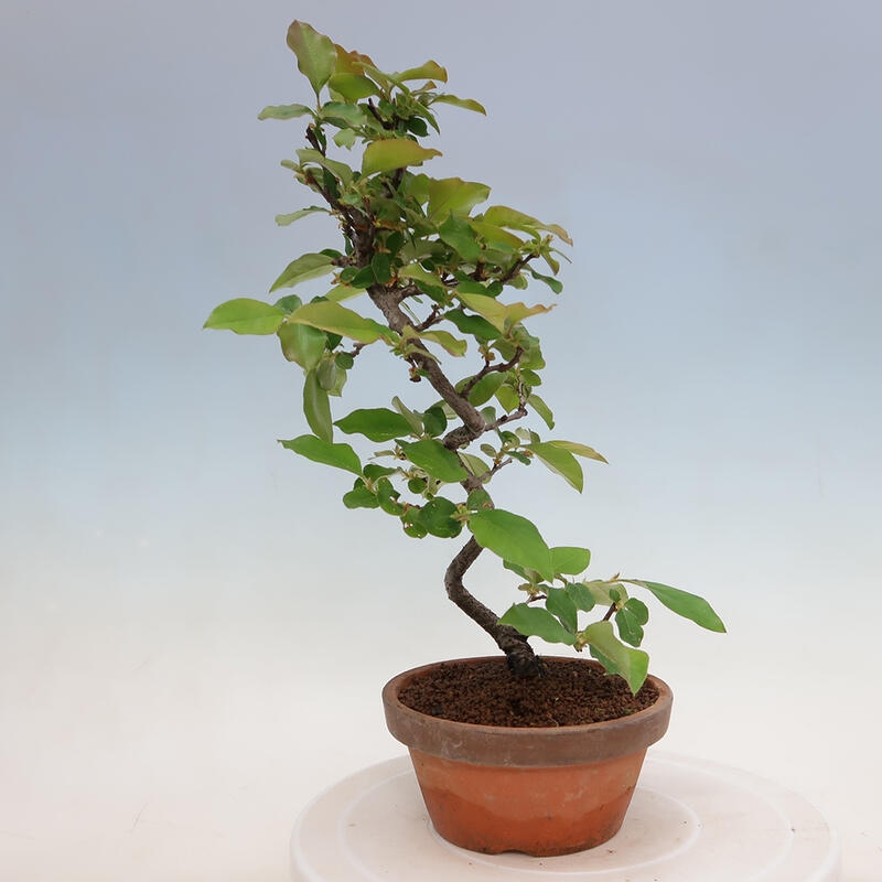 Venkovní  bonsai -  Pseudocydonia sinensis - Kdouloň čínská