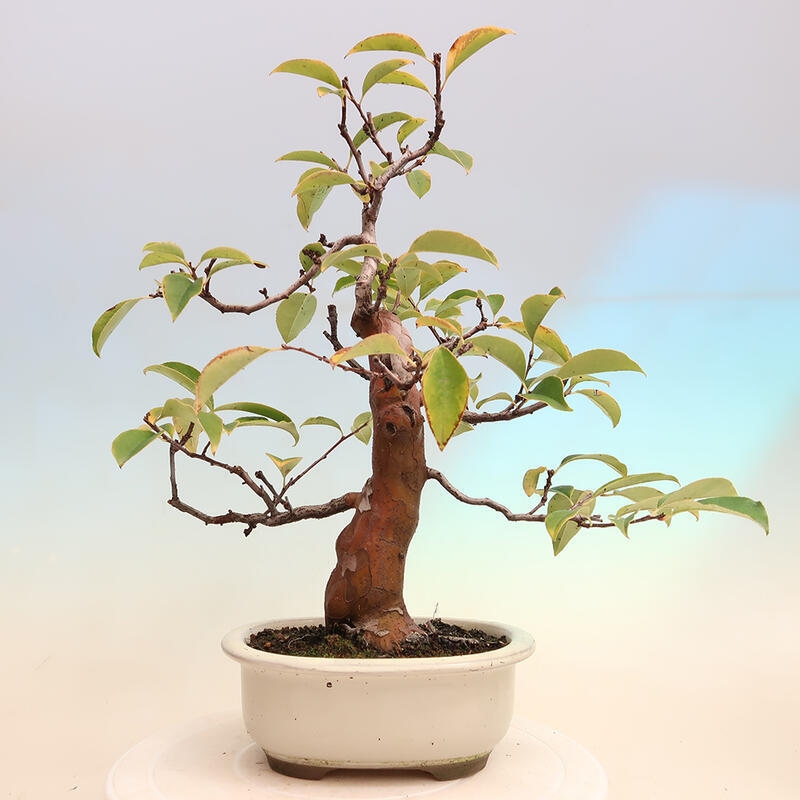 Venkovní  bonsai -  Pseudocydonia sinensis - Kdouloň čínská