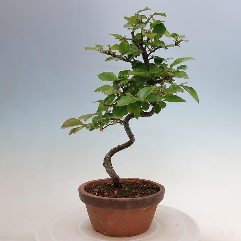 Venkovní  bonsai -  Pseudocydonia sinensis - Kdouloň čínská