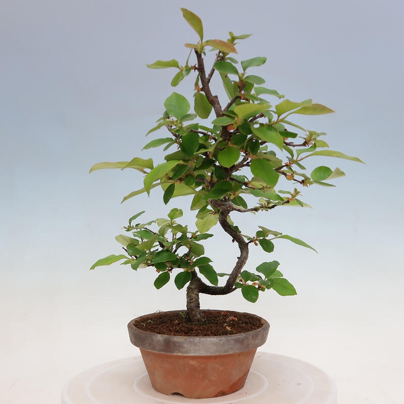 Venkovní  bonsai -  Pseudocydonia sinensis - Kdouloň čínská