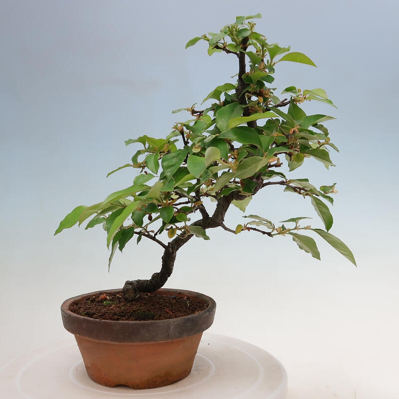 Venkovní  bonsai -  Pseudocydonia sinensis - Kdouloň čínská