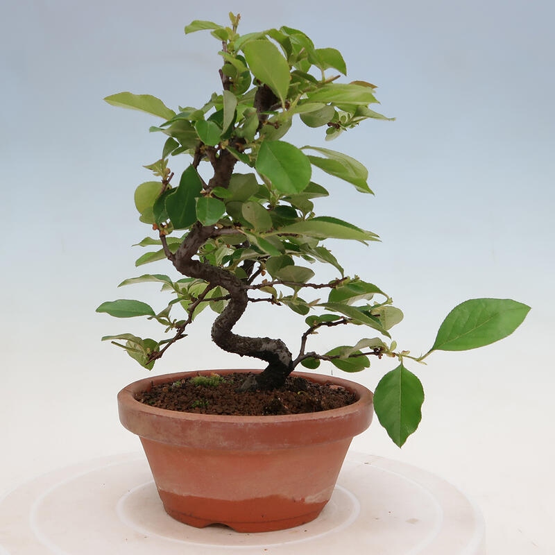 Venkovní  bonsai -  Pseudocydonia sinensis - Kdouloň čínská