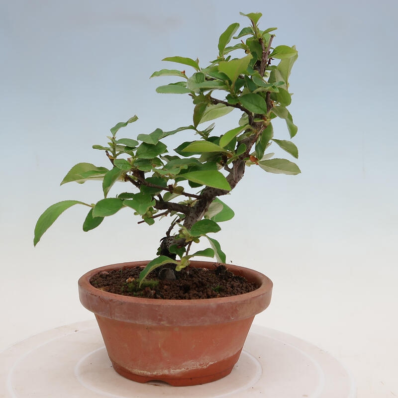 Venkovní  bonsai -  Pseudocydonia sinensis - Kdouloň čínská