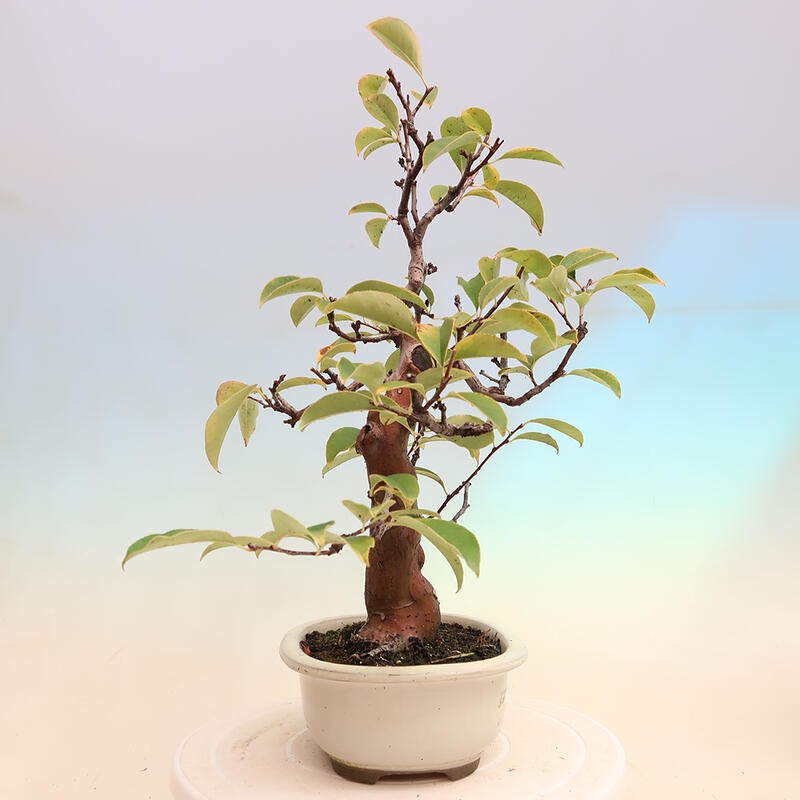 Venkovní  bonsai -  Pseudocydonia sinensis - Kdouloň čínská