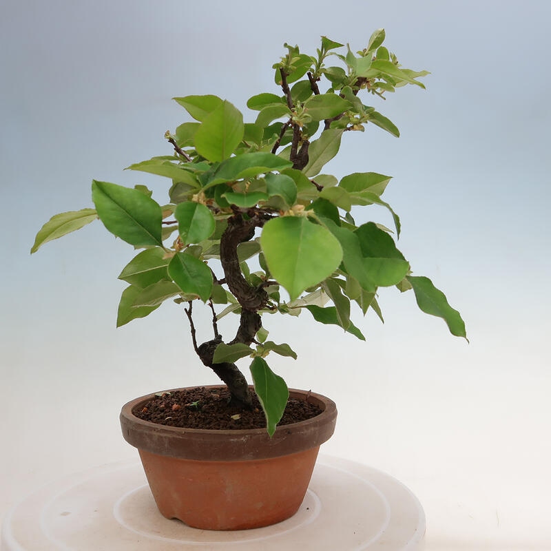 Venkovní  bonsai -  Pseudocydonia sinensis - Kdouloň čínská