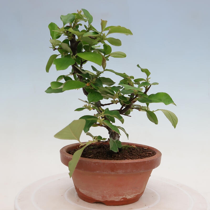 Venkovní  bonsai -  Pseudocydonia sinensis - Kdouloň čínská