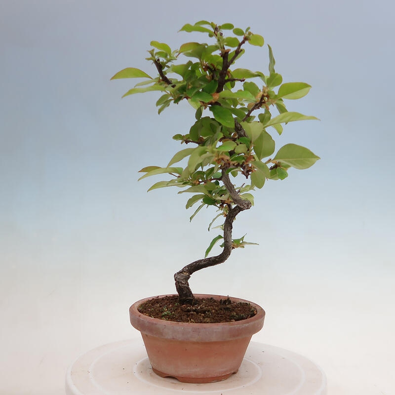 Venkovní  bonsai -  Pseudocydonia sinensis - Kdouloň čínská