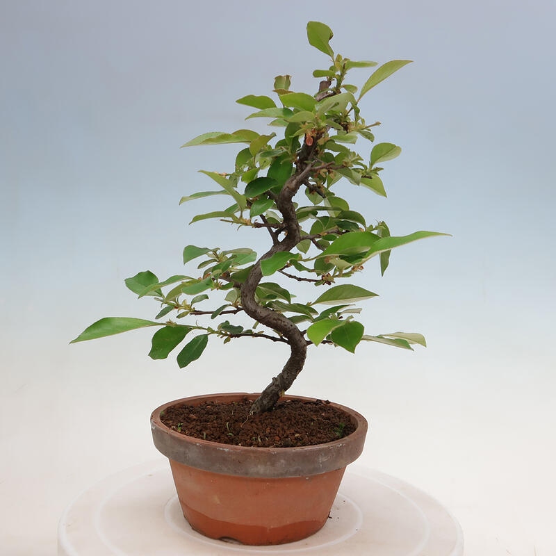 Venkovní  bonsai -  Pseudocydonia sinensis - Kdouloň čínská