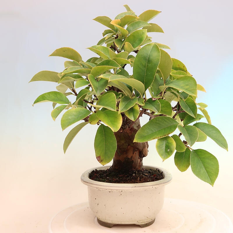 Venkovní  bonsai -  Pseudocydonia sinensis - Kdouloň čínská