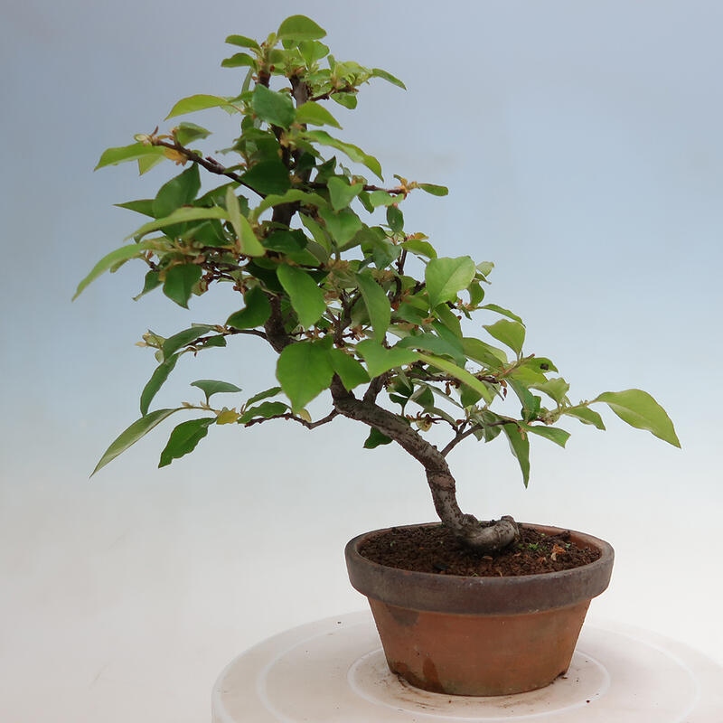 Venkovní  bonsai -  Pseudocydonia sinensis - Kdouloň čínská