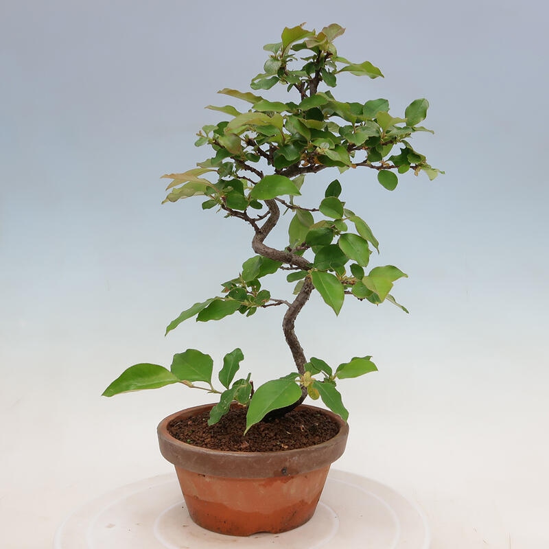 Venkovní  bonsai -  Pseudocydonia sinensis - Kdouloň čínská