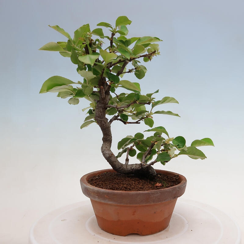 Venkovní  bonsai -  Pseudocydonia sinensis - Kdouloň čínská