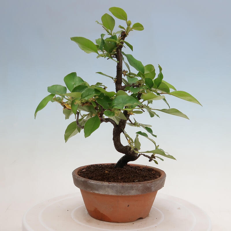 Venkovní  bonsai -  Pseudocydonia sinensis - Kdouloň čínská