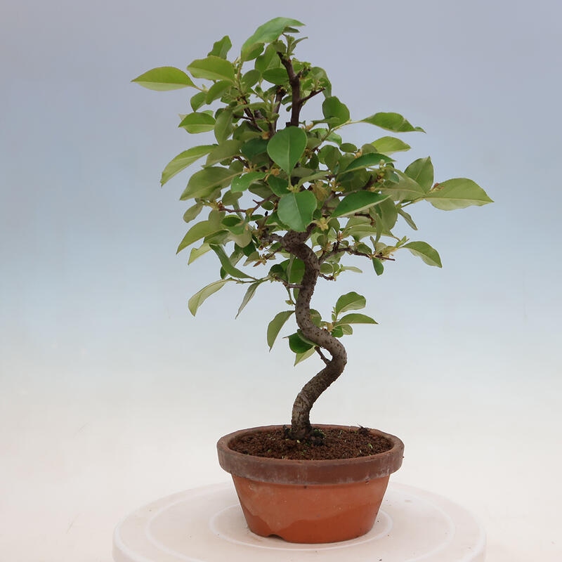 Venkovní  bonsai -  Pseudocydonia sinensis - Kdouloň čínská