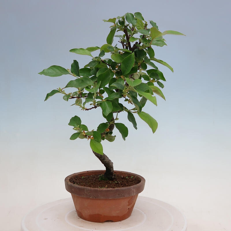 Venkovní  bonsai -  Pseudocydonia sinensis - Kdouloň čínská