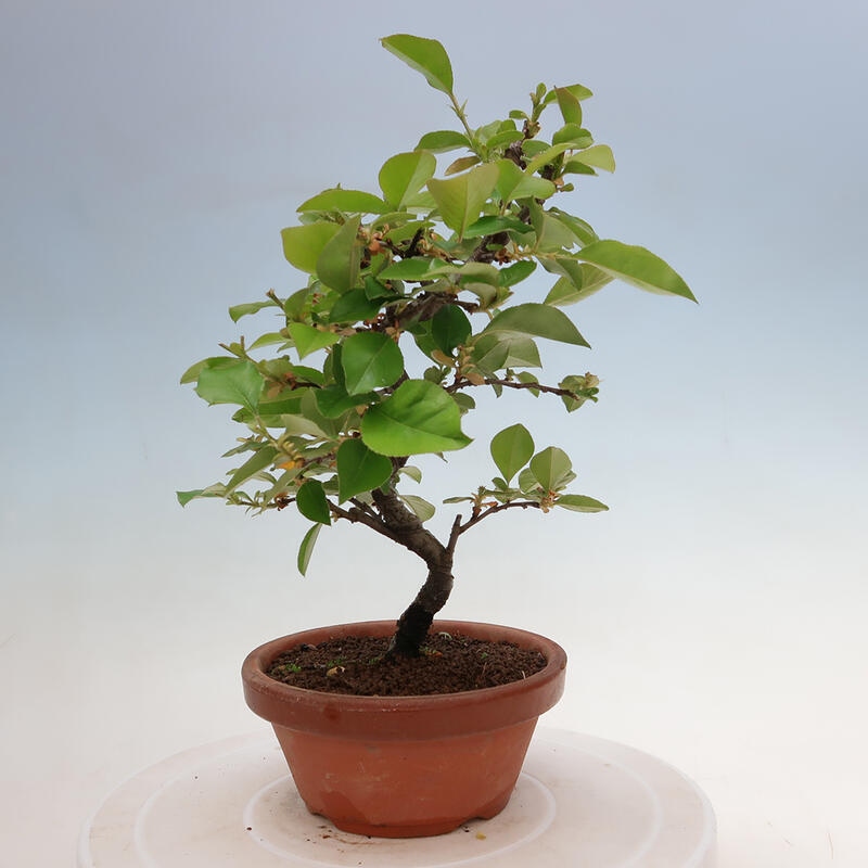 Venkovní  bonsai -  Pseudocydonia sinensis - Kdouloň čínská