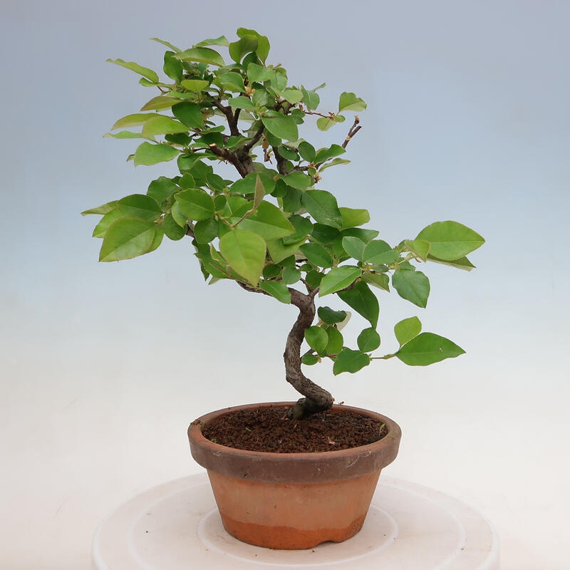 Venkovní  bonsai -  Pseudocydonia sinensis - Kdouloň čínská