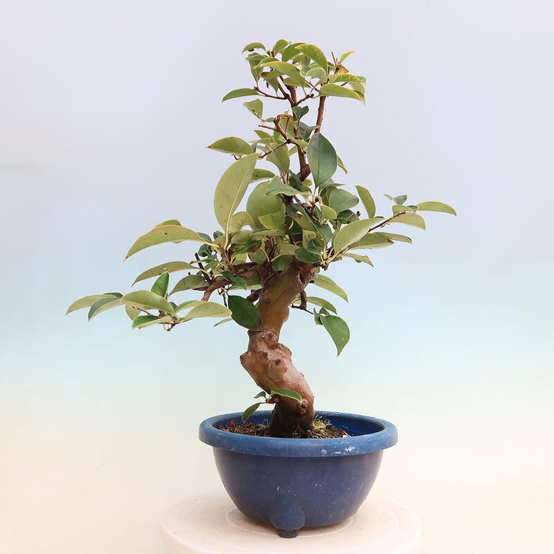 Venkovní  bonsai -  Pseudocydonia sinensis - Kdouloň čínská