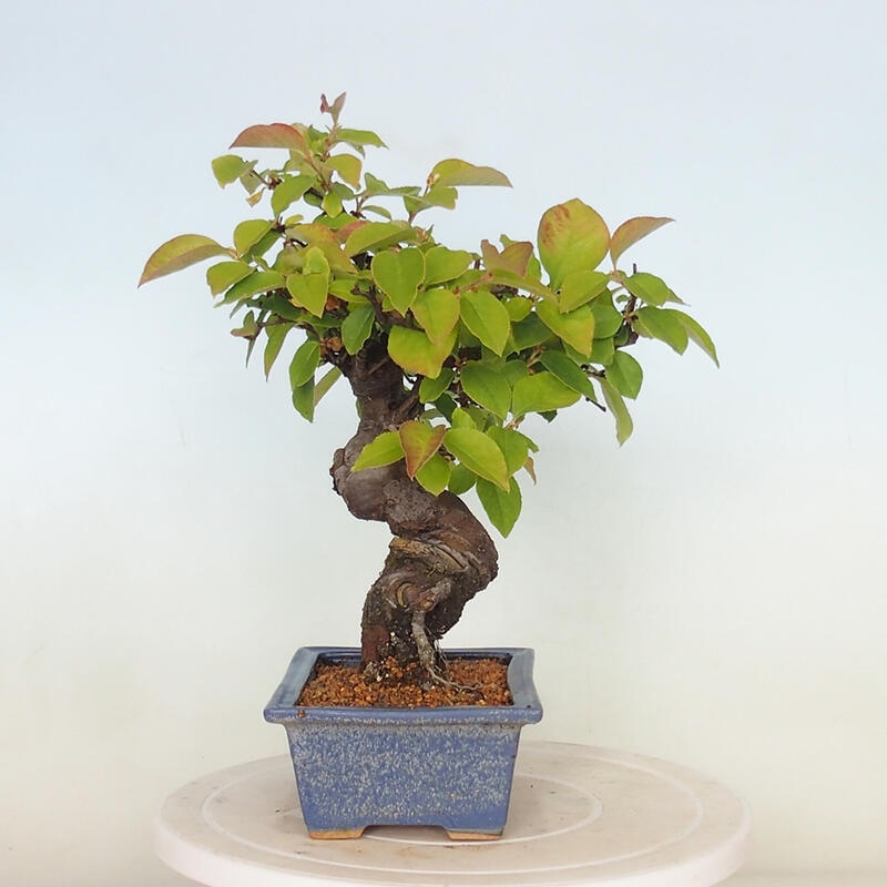 Venkovní  bonsai -  Pseudocydonia sinensis - Kdouloň čínská