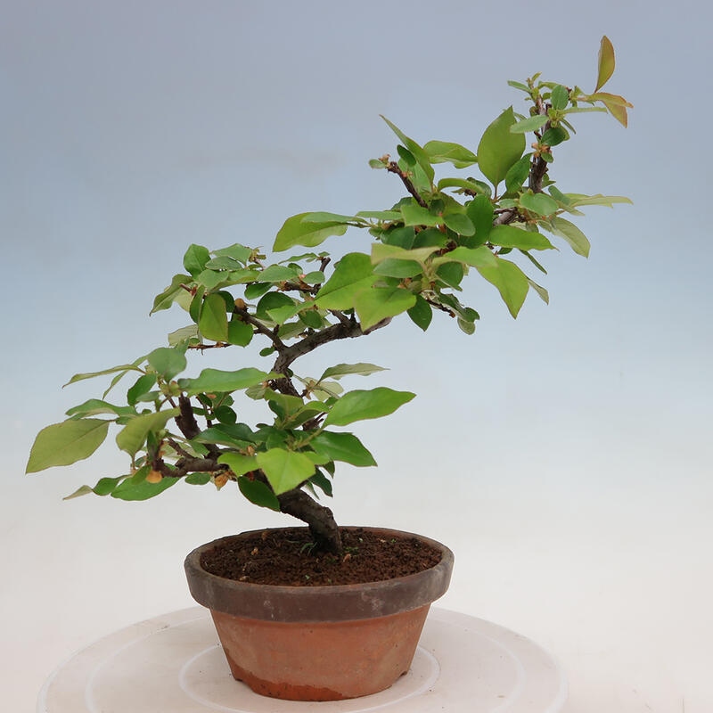 Venkovní  bonsai -  Pseudocydonia sinensis - Kdouloň čínská