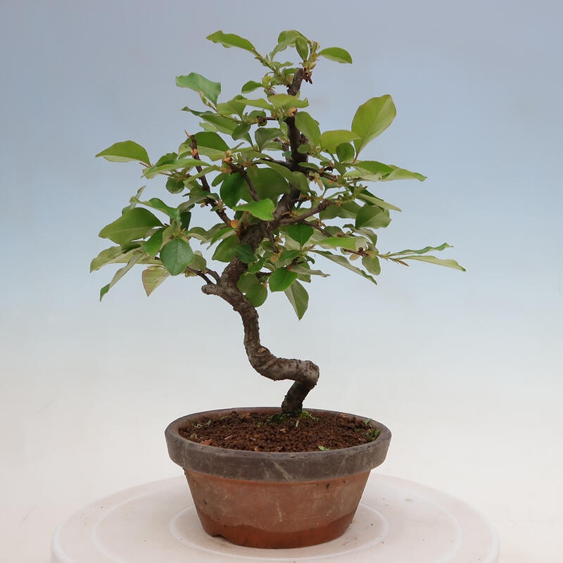 Venkovní  bonsai -  Pseudocydonia sinensis - Kdouloň čínská