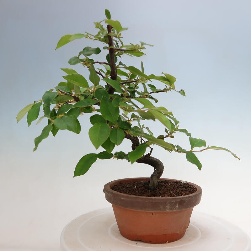 Venkovní  bonsai -  Pseudocydonia sinensis - Kdouloň čínská