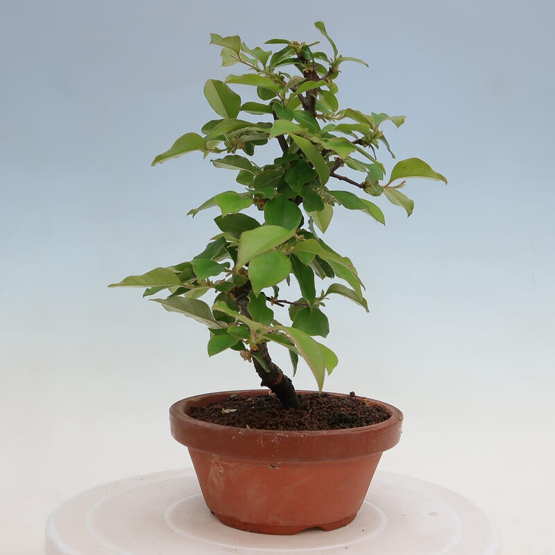 Venkovní  bonsai -  Pseudocydonia sinensis - Kdouloň čínská