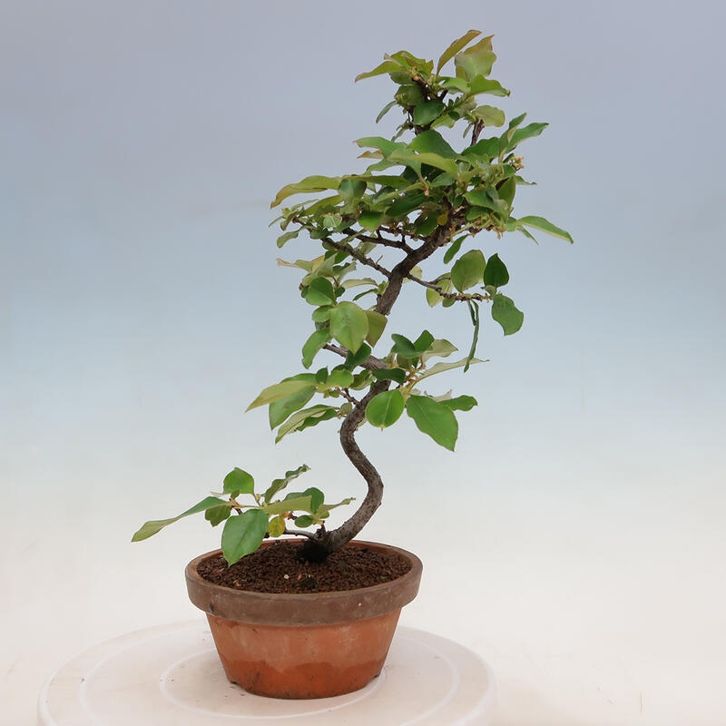 Venkovní  bonsai -  Pseudocydonia sinensis - Kdouloň čínská