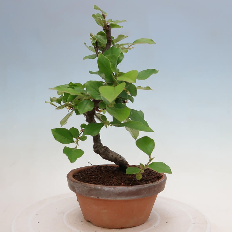 Venkovní  bonsai -  Pseudocydonia sinensis - Kdouloň čínská