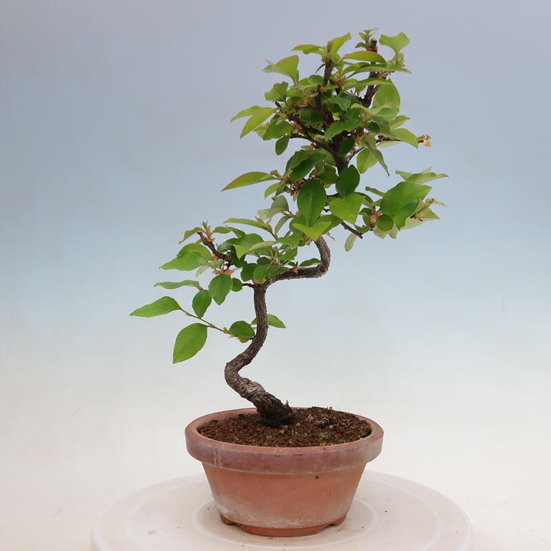 Venkovní  bonsai -  Pseudocydonia sinensis - Kdouloň čínská