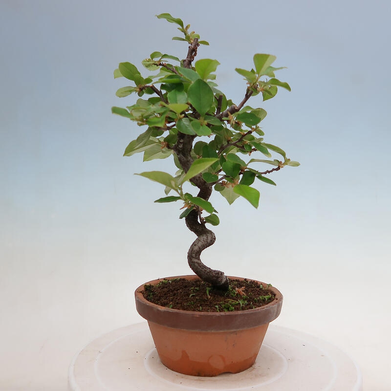 Venkovní  bonsai -  Pseudocydonia sinensis - Kdouloň čínská