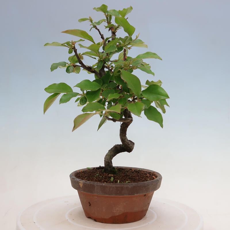 Venkovní  bonsai -  Pseudocydonia sinensis - Kdouloň čínská