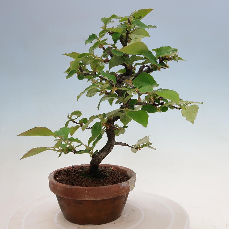 Venkovní  bonsai -  Pseudocydonia sinensis - Kdouloň čínská