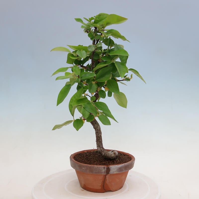 Venkovní  bonsai -  Pseudocydonia sinensis - Kdouloň čínská