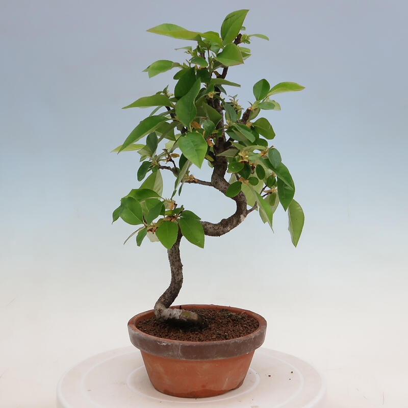 Venkovní  bonsai -  Pseudocydonia sinensis - Kdouloň čínská