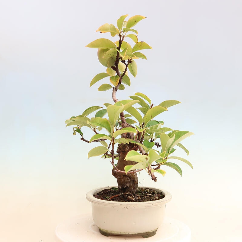 Venkovní  bonsai -  Pseudocydonia sinensis - Kdouloň čínská