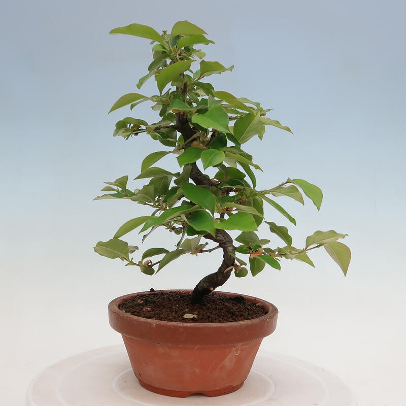 Venkovní  bonsai -  Pseudocydonia sinensis - Kdouloň čínská