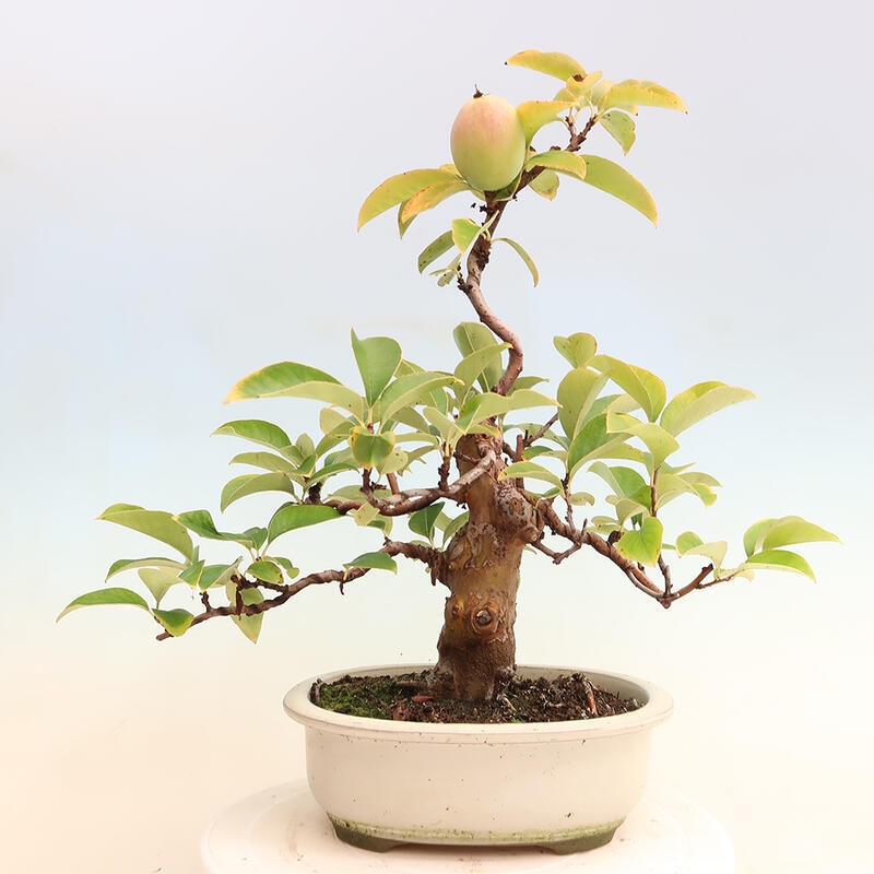 Venkovní  bonsai -  Pseudocydonia sinensis - Kdouloň čínská