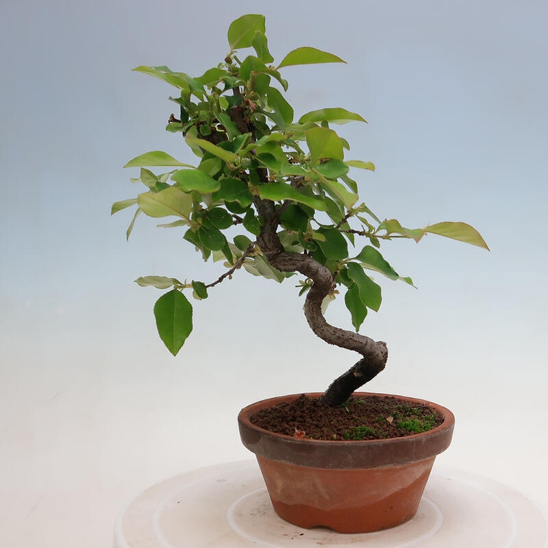 Venkovní  bonsai -  Pseudocydonia sinensis - Kdouloň čínská