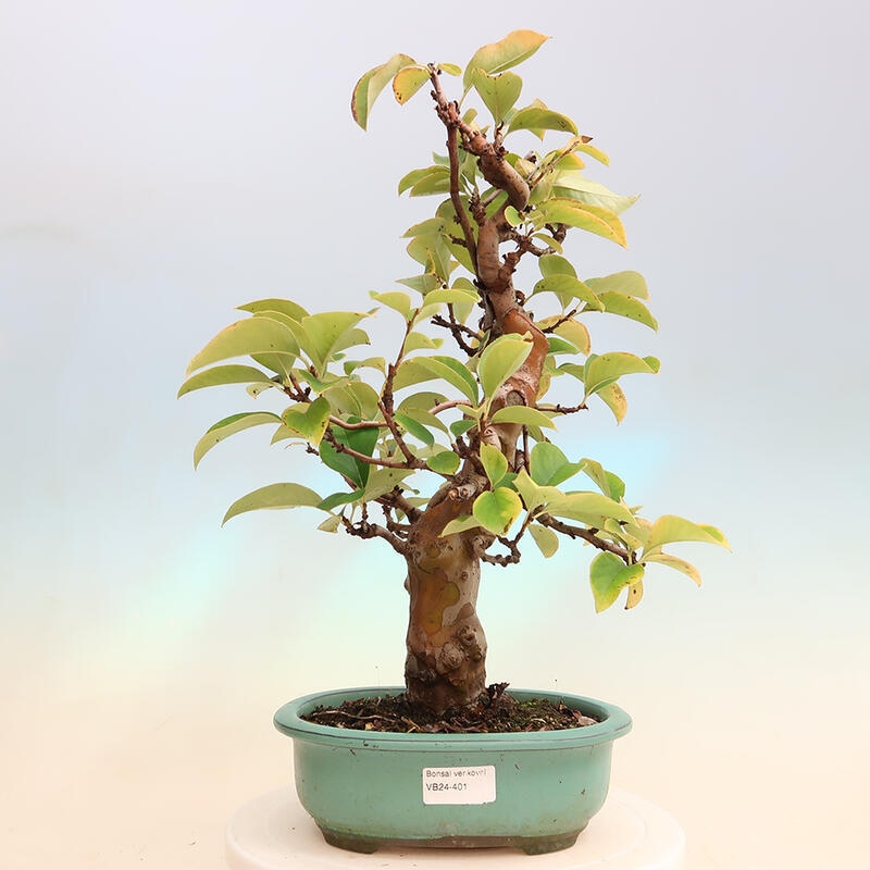 Venkovní  bonsai -  Pseudocydonia sinensis - Kdouloň čínská