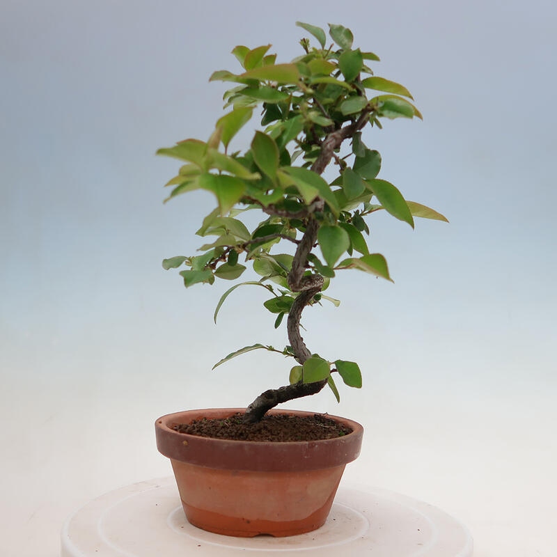 Venkovní  bonsai -  Pseudocydonia sinensis - Kdouloň čínská