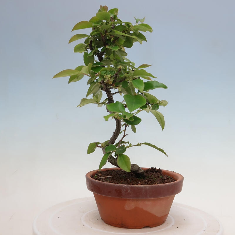 Venkovní  bonsai -  Pseudocydonia sinensis - Kdouloň čínská