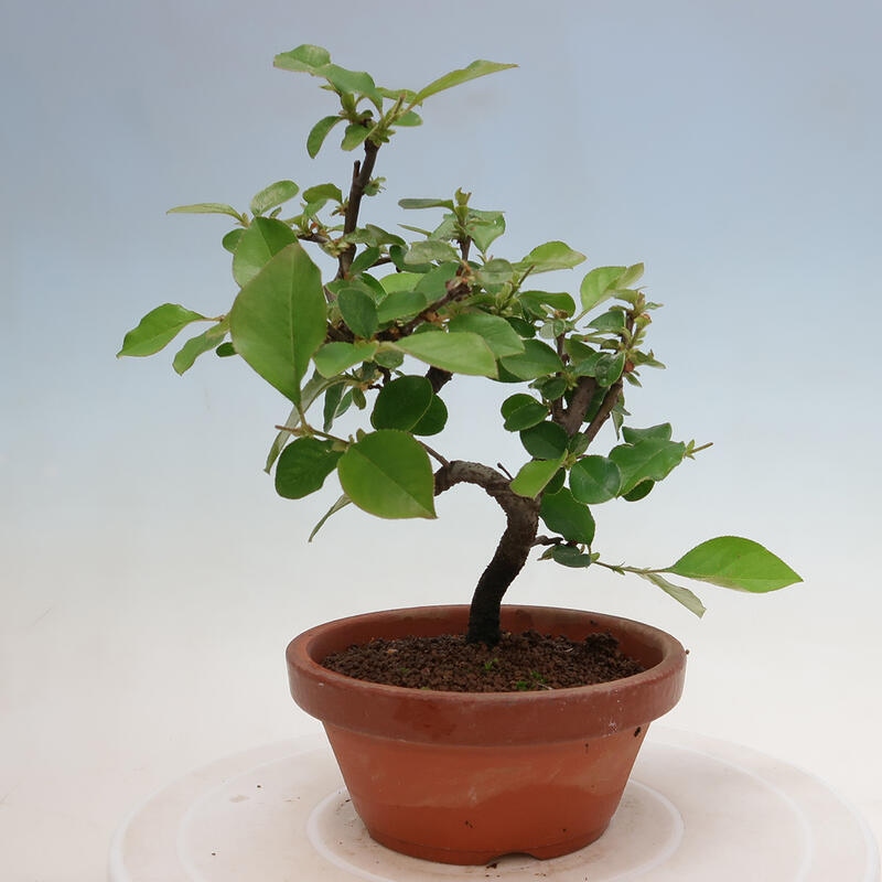 Venkovní  bonsai -  Pseudocydonia sinensis - Kdouloň čínská